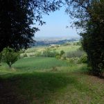 Blick vom Olivenhain in Rtg. Rimini